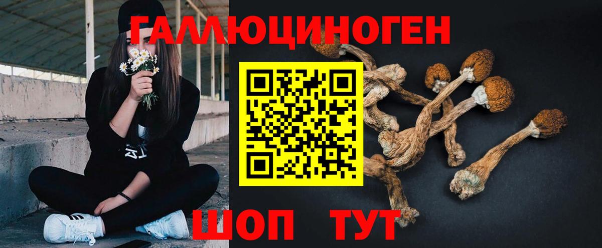 Сокол  Галлюциногенные грибы Psilocybine cubensis  Вход с VPN 